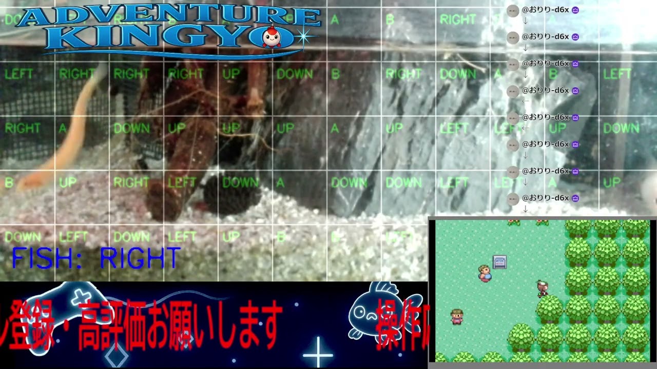 【ポケモンエメラルド】金魚がゲームをプレイ!? 🐟 視聴者コメントで動く参加型ライブ配信 〜Adventure Kingyo〜 パート51 2026-01-25