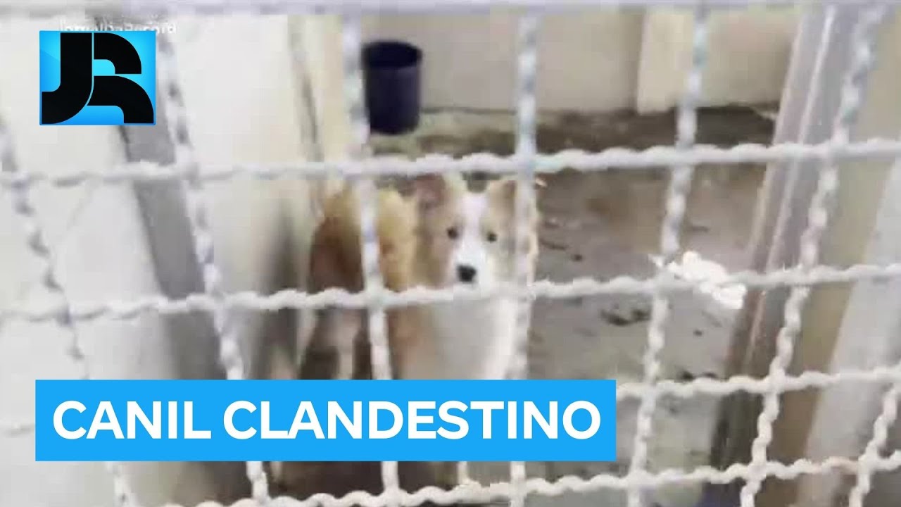 Prefeitura de Embu das Artes (SP) fecha canil clandestino onde animais eram submetidos a maus tratos