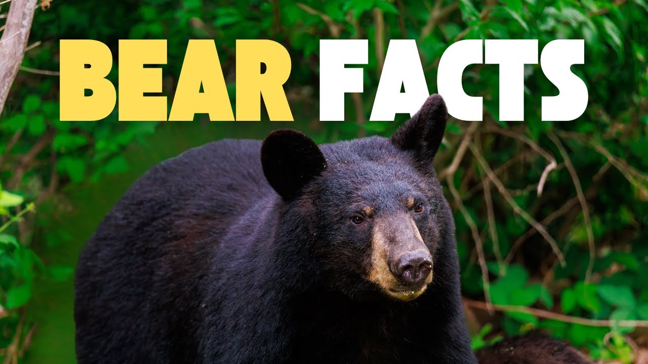 7 Bear Facts You Didn't Know (What's a Spirit Bear?)