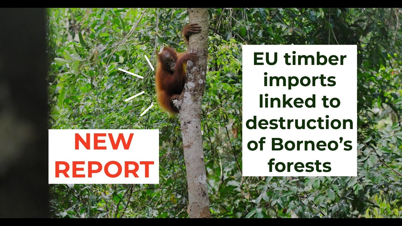 Risky Business: EU timber imports linked to destruction of Borneo's forests