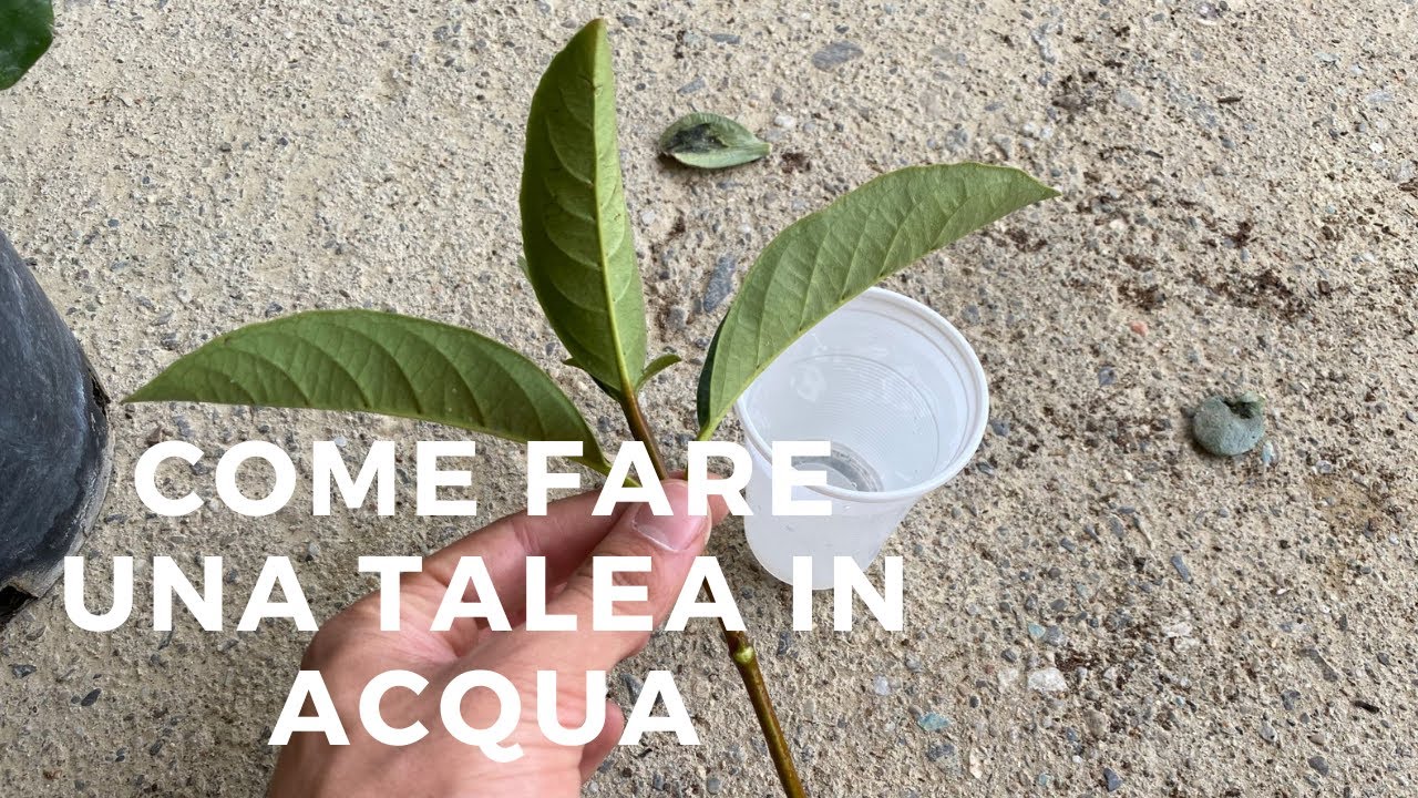 Come fare una TALEA IN ACQUA: la guida!