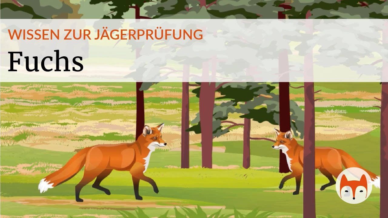 🦊 Der Rotfuchs im Jagdrecht &ndash; Alles zur Biologie, Lebensweise und rechtlichen Einordnung - Vorschau