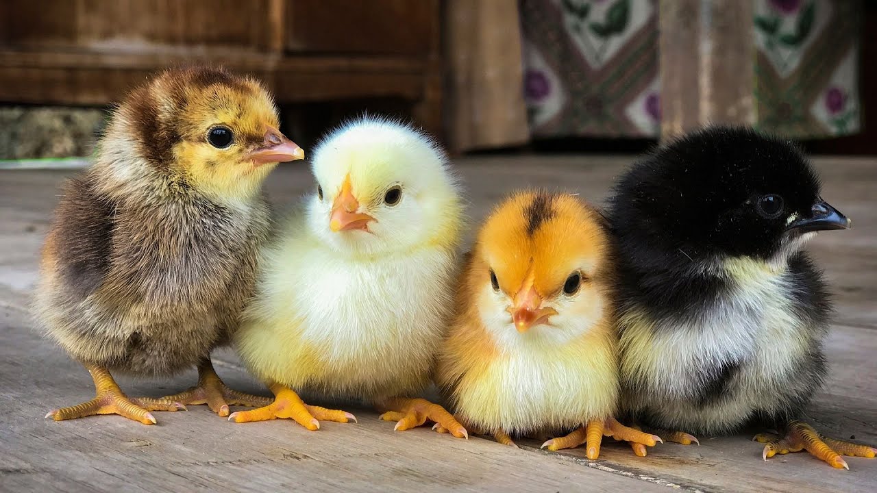 Chickens. Little children of birds. Chickens, ducklings, caterpillars, turkey poults / Цыплята утята