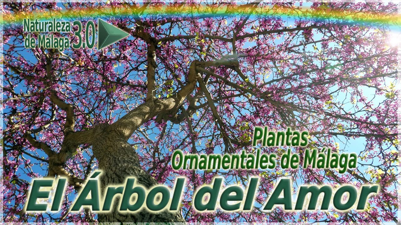 Cersis siliquastrum - El Árbol del Amor
