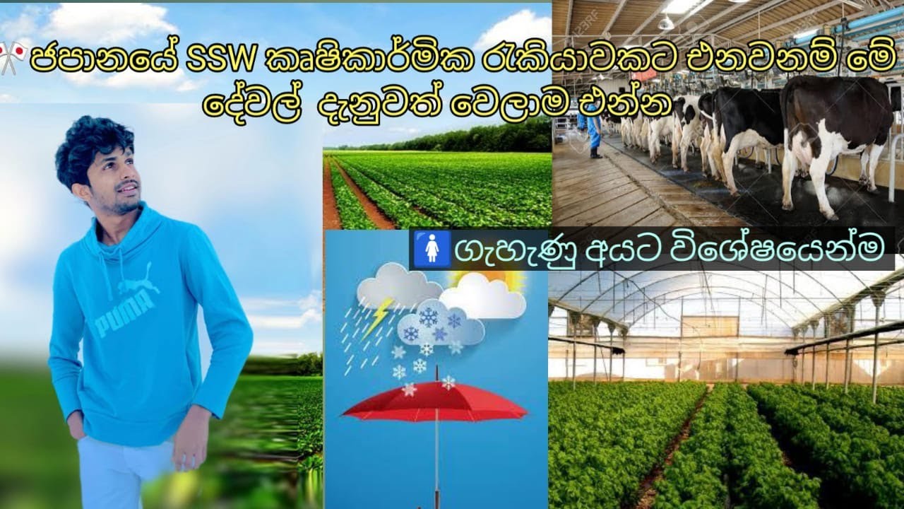 ජපානයේ SSW කෘෂිකාර්මික රැකියාවකට එනවනම් මේ දේවල්  දැනුවත් වෙලාම එන්න#japan #ssw #japangoviya