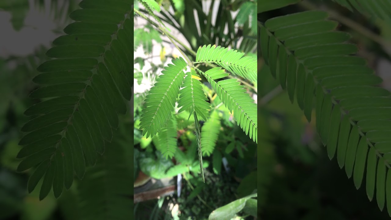 Mimosa pudica - The humble plant