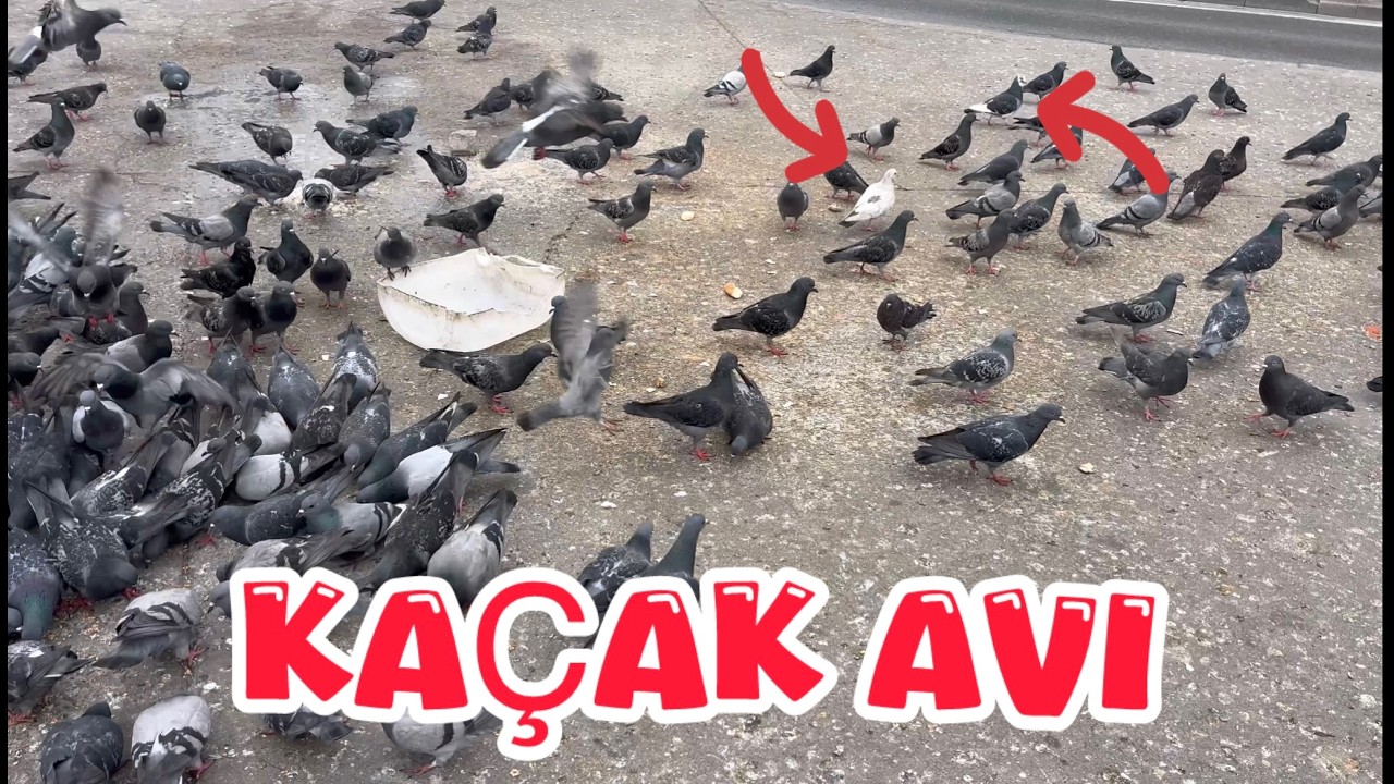 YABANİ GÜVERCİNLER ARASINDA KAÇAK AVI ( YENİ YERLER KEŞFEDİYORUM )