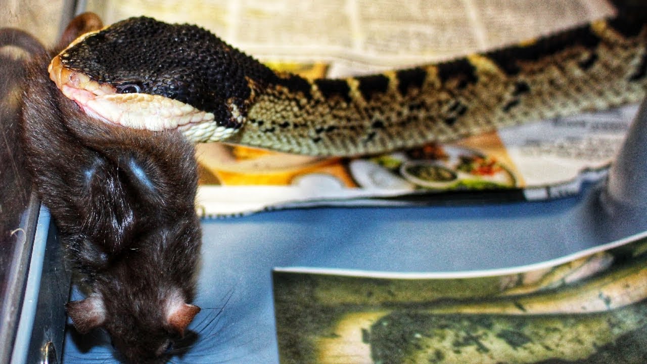 FEEDING The BIGGEST VIPER On EARTH. (Must Watch)