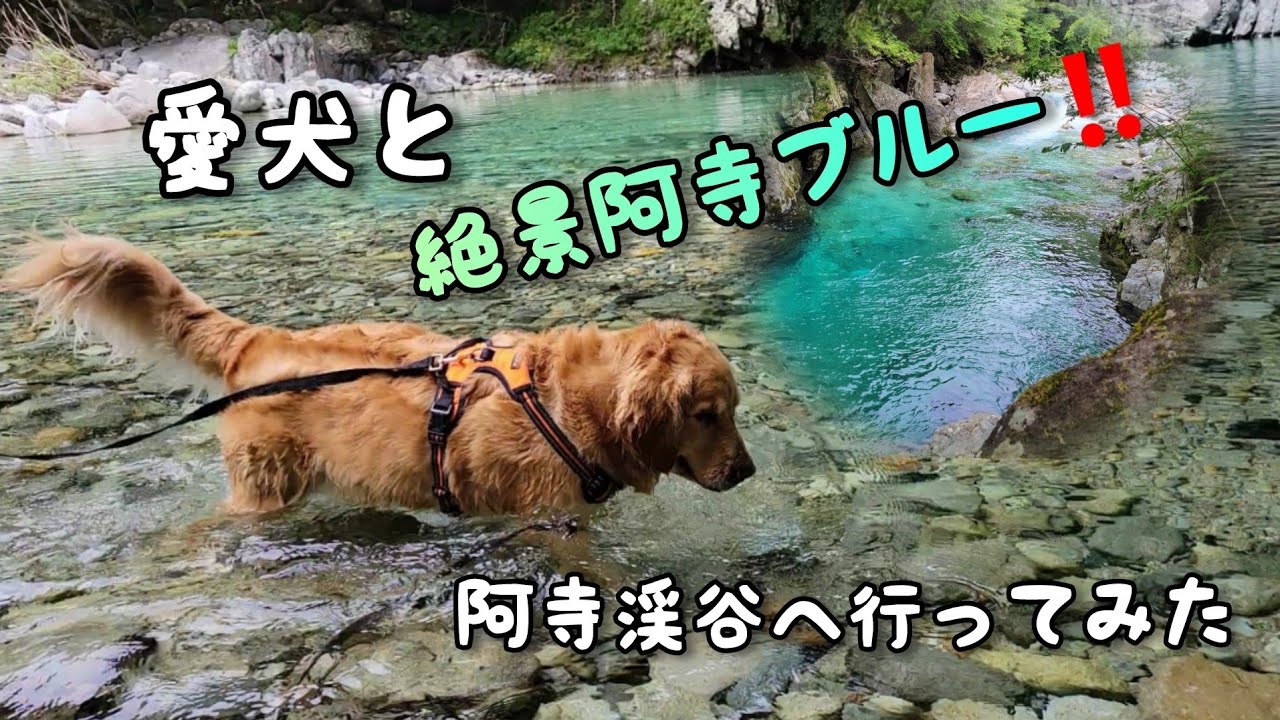 愛犬(大型犬)と阿寺渓谷へ行ってきました。