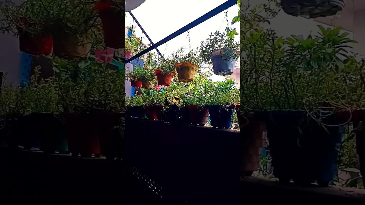 #gardendecorationideas #gardendecoration #gardening #gardentour #shortvideos #shorts #ytshorts