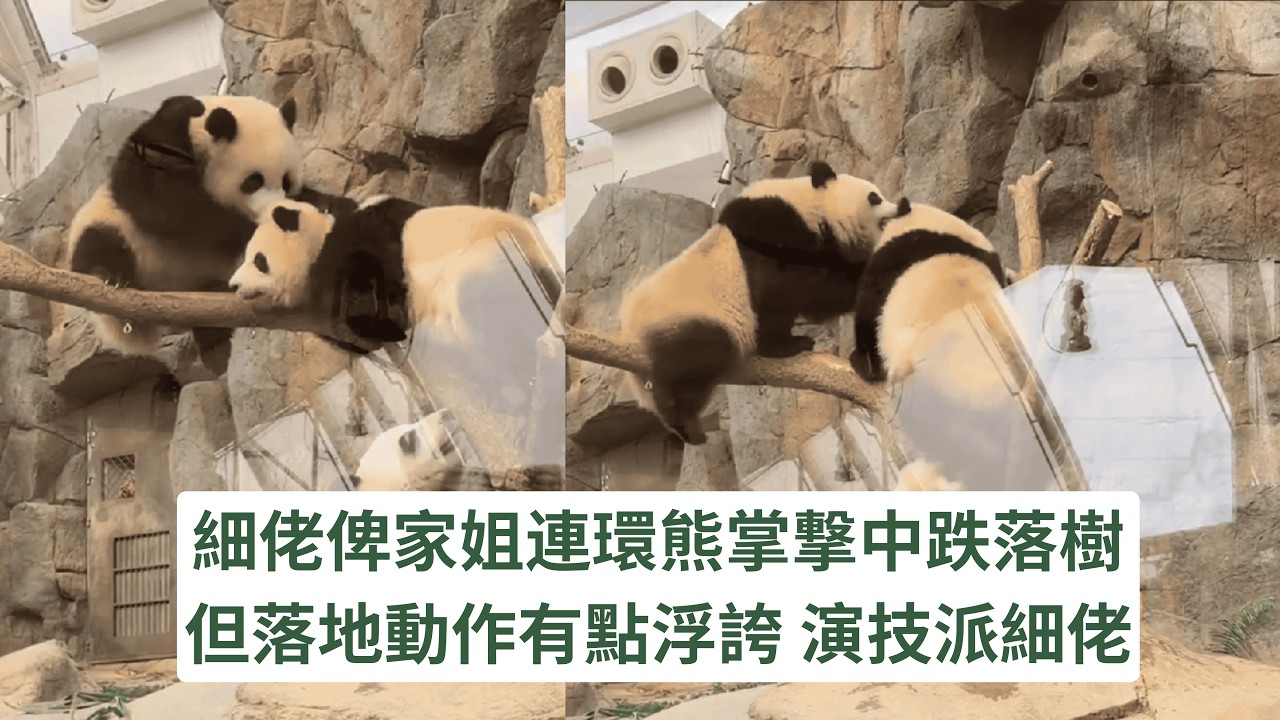 演技派細佬 細佬俾家姐連環熊掌撃中跌落樹 但落地動作有點浮誇 #panda #cutepanda #熊貓 #香港