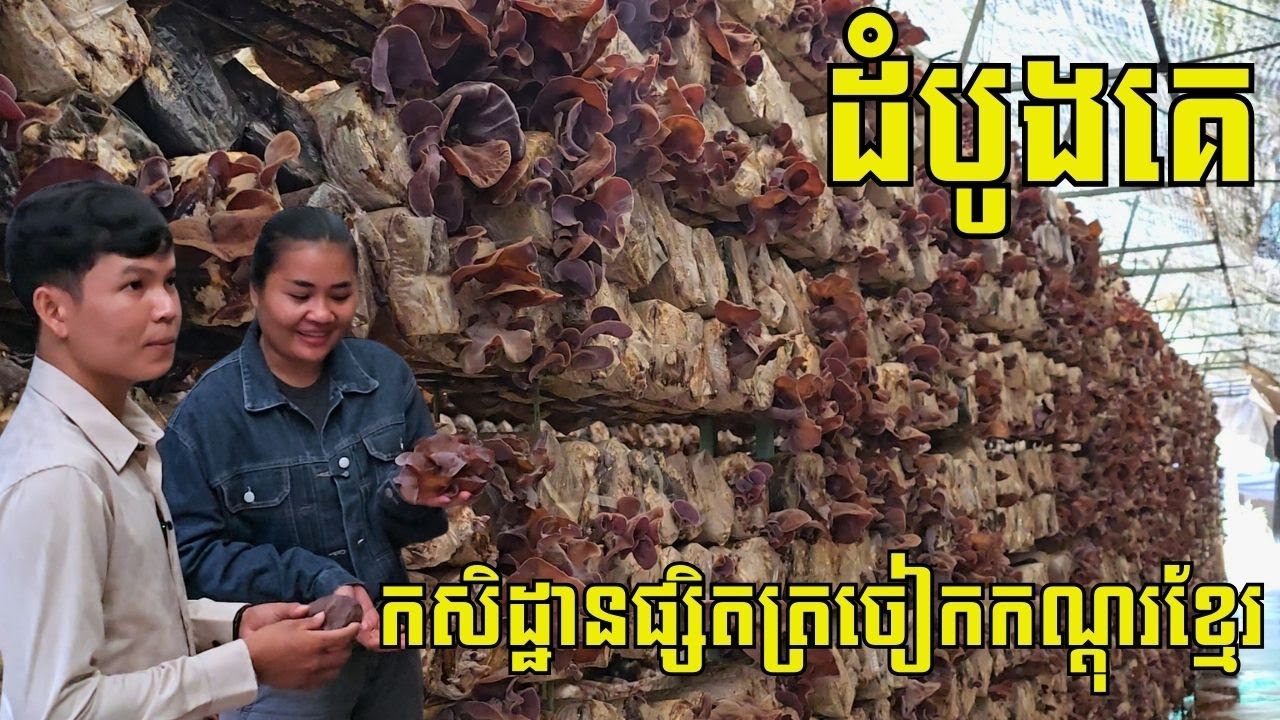 ផ្សិតត្រចៀកកណ្តុរស្រស់១គីឡូ១ម៉ឺនរៀល ខ្មែរបណ្ដុះបានជោគជ័យ ១ខែមាន៣០តោន ក៏លក់អស់