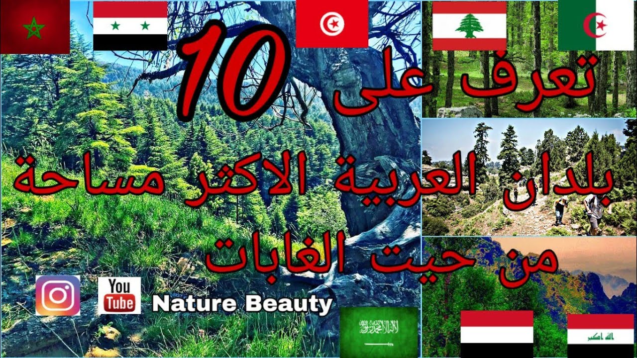 تعرف | علي ترتيب البلدان العربية| من حيت مساحة الغابات | 🌲🌳🌴ارقام ستصيبكم بالدهشة.