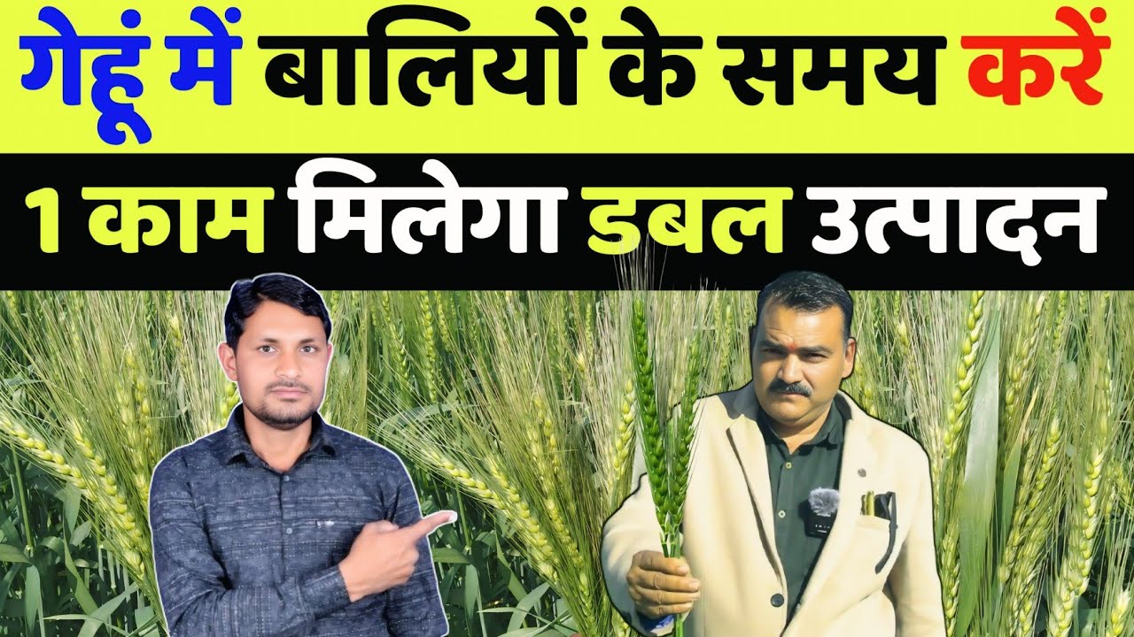 गेहूं में बालियां निकलने के बाद करे 1 काम बढ़ेगा 40% उत्पादन | gehu me bali nikalne ke baad kya dale