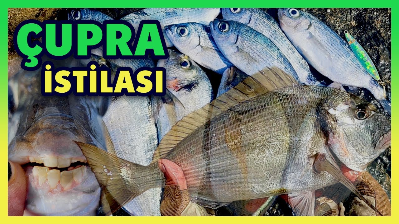 REKOR #ÇUPRA AVI !!! LRF İLE KIYIDAN *1040 GR* !!! ÇUPRA İSTİLASI !! ÇILGIN LAMBUKALAR..