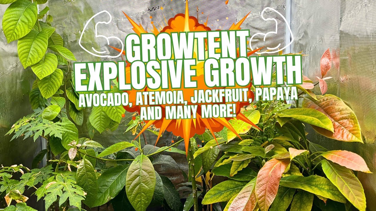 Thriving tropical plants in my indoor jungle: 2026 starting with new growth
