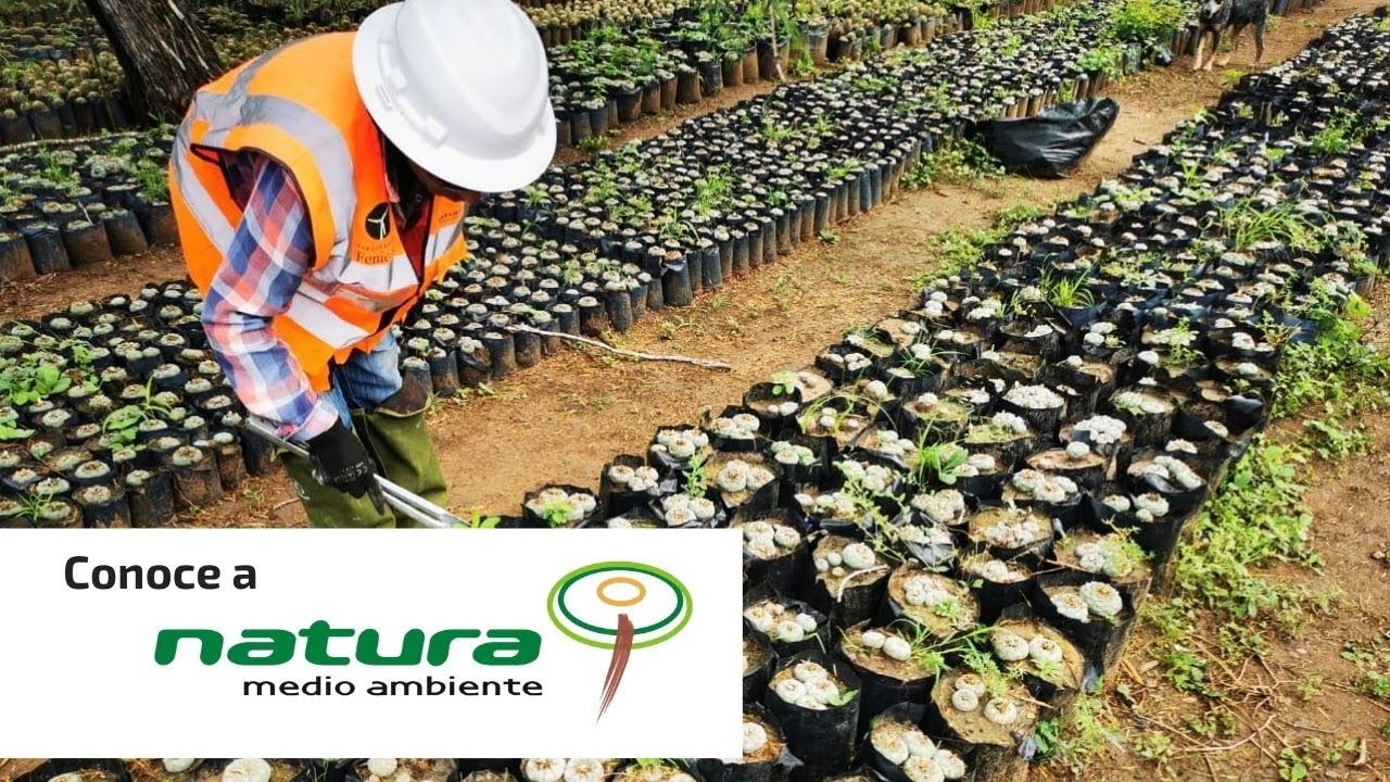 Conoce a Natura Medio Ambiente