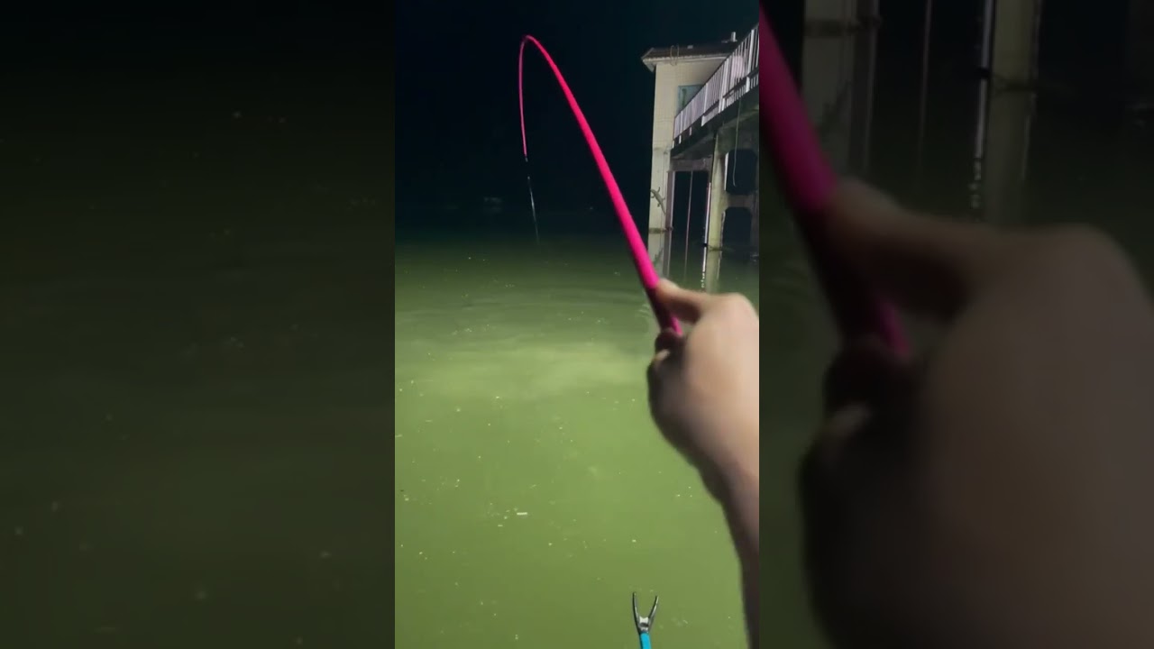 cara mudah memancing ikan nila #mancingnila #shortsvideo #mancingmania #shortsvideo #mancing