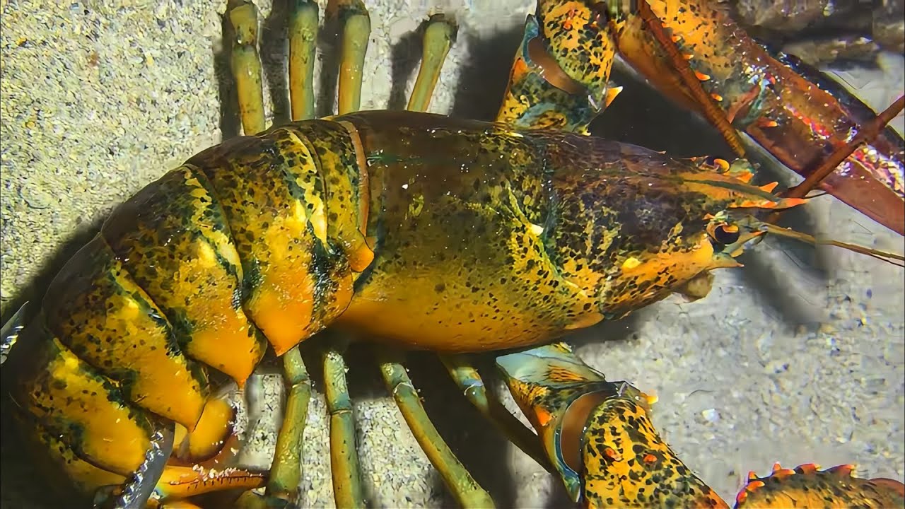 Live Stream 🟢 –King Crab Battle - Complete Catch Story！ #diving #fishing #seafood #shorts