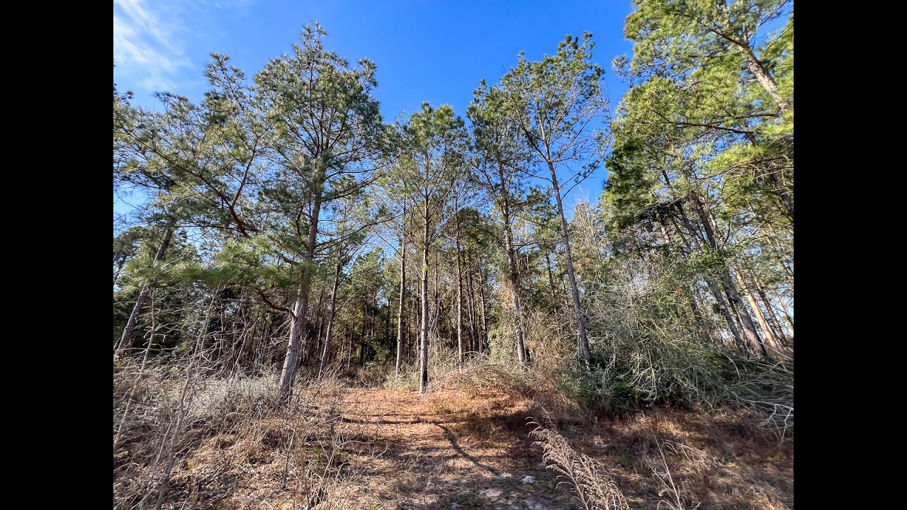 563 acres | Off FM 247 | Walker County, Texas