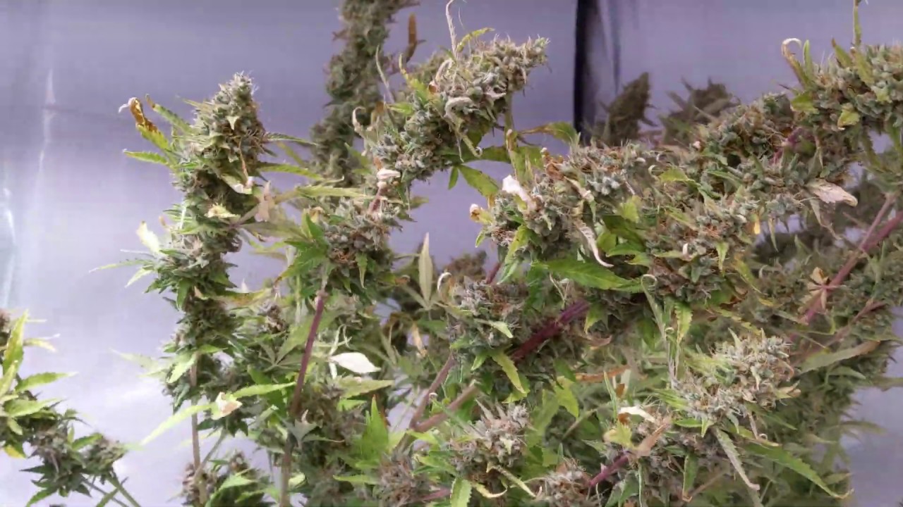 Advanced Seeds Biodiesel - Day 79