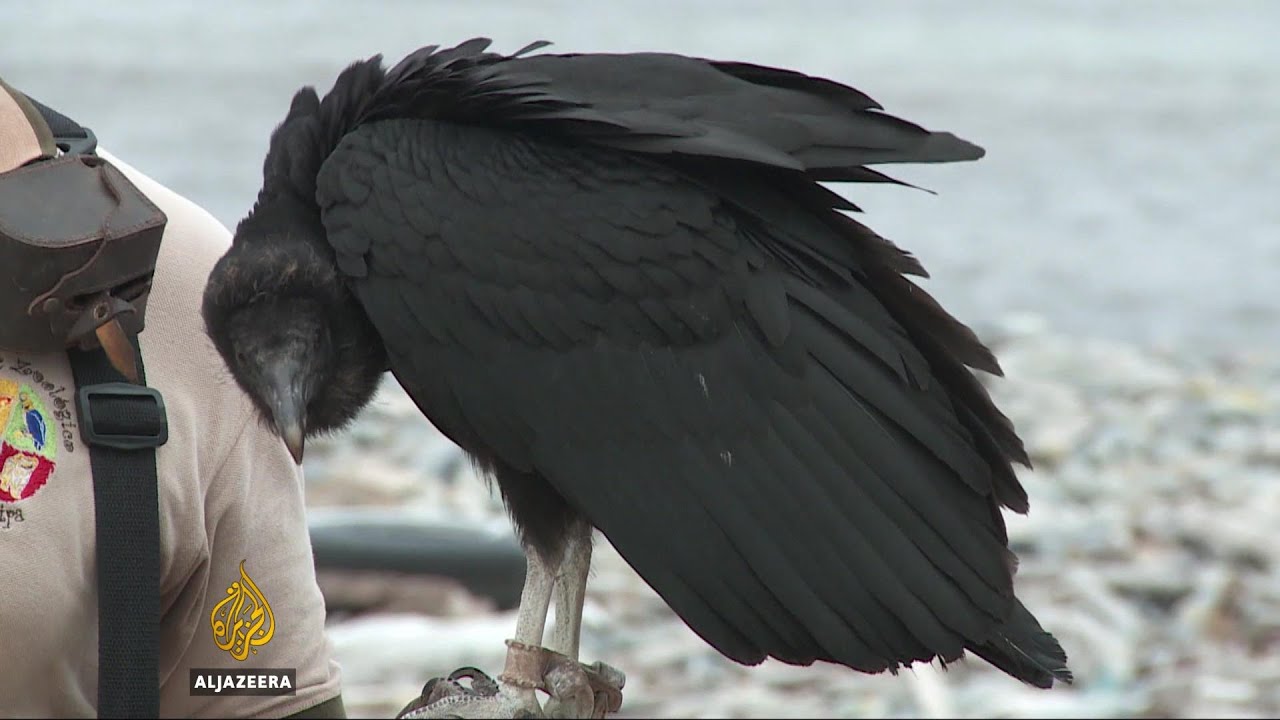 Vultures help solve Peru&rsquo;s waste problem