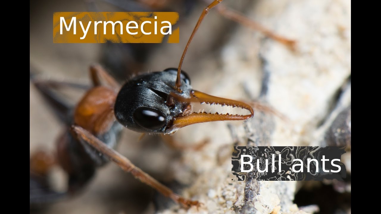 AUSTRALIAN MOST PAINFUL - THE BULL ANTS