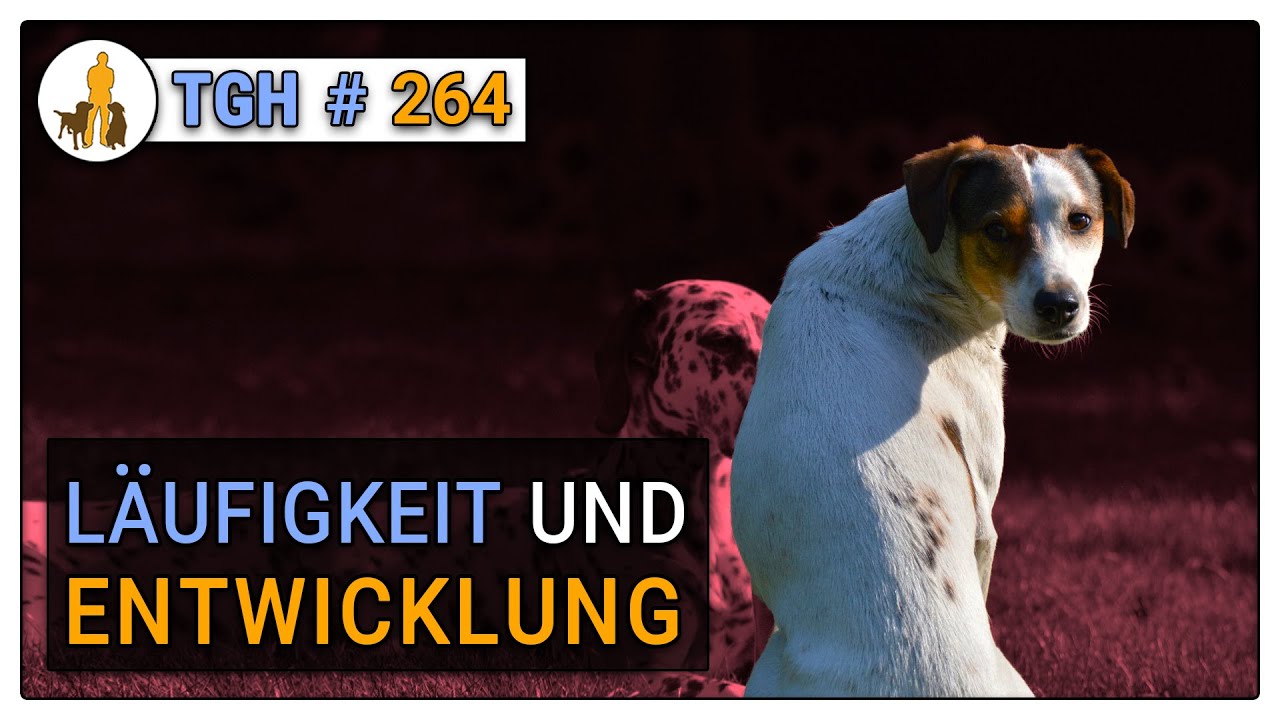 Wie wichtig ist die Läufigkeit für die Entwicklung der Hündin - TGH 264