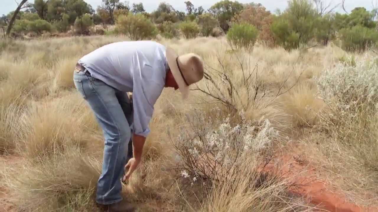 A planned approach to total grazing pressure