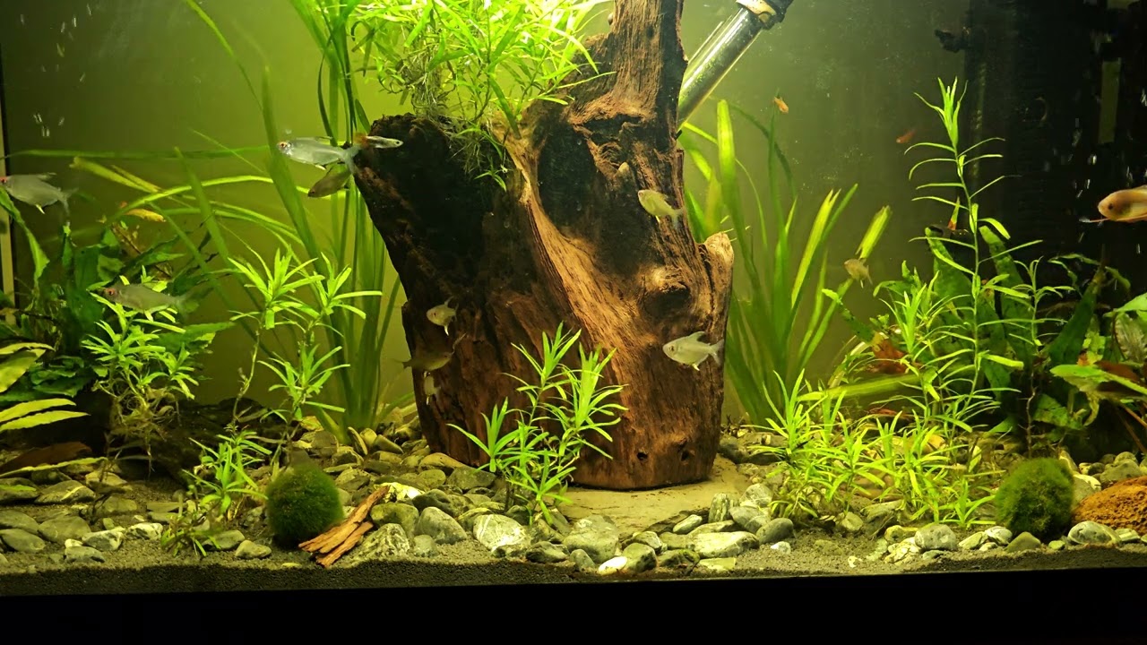 Relaxing tropical fish tank, no music just the sounds of the water and the rain outside.