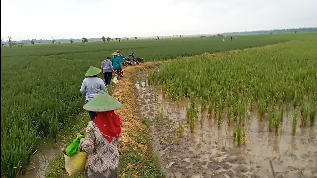 MANTUK KO SAWAH EE TEKAN OMAH ENEK ULO KOBRA  