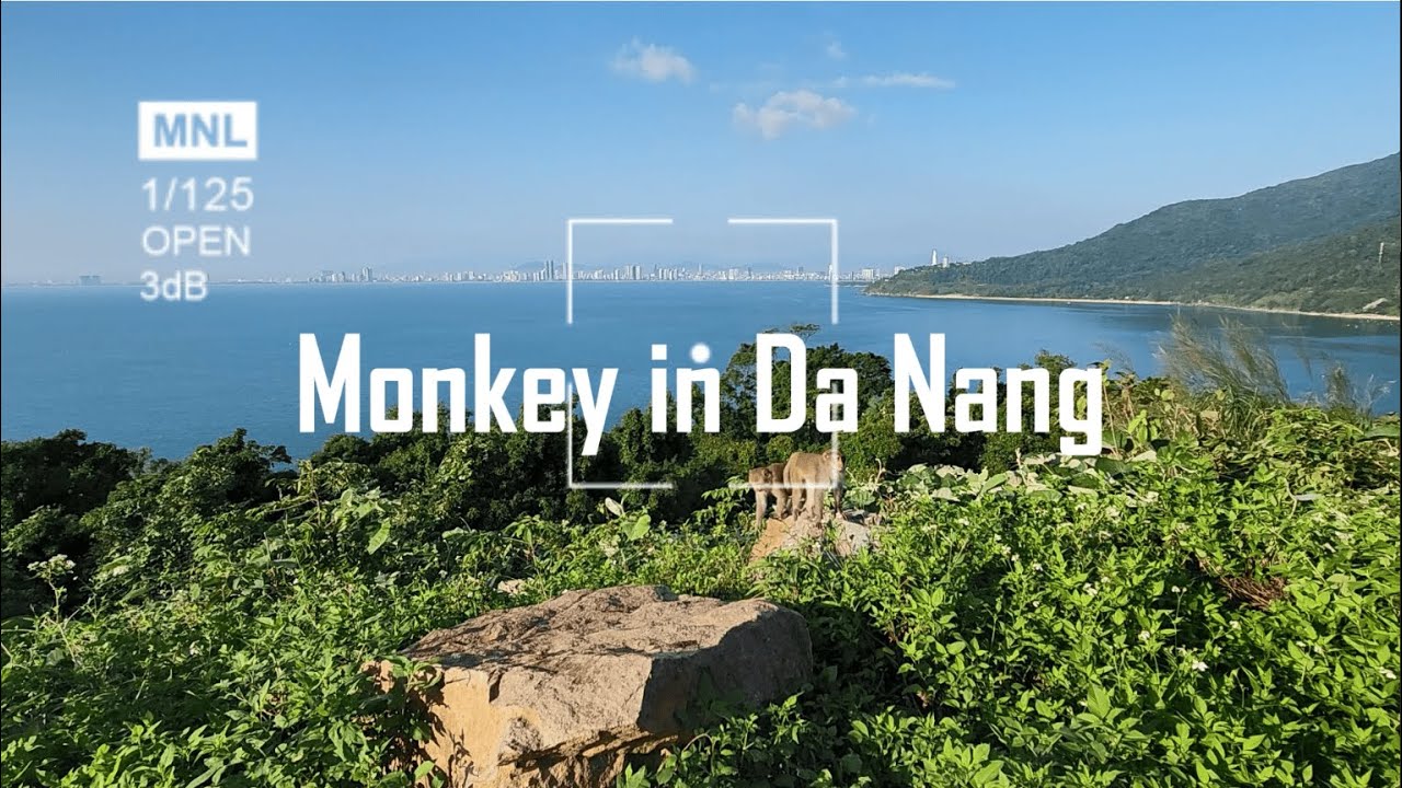 🐒 Monkeys by the Sea in Da Nang – Những Chú Khỉ Bên Bờ Biển | Relaxing Nature