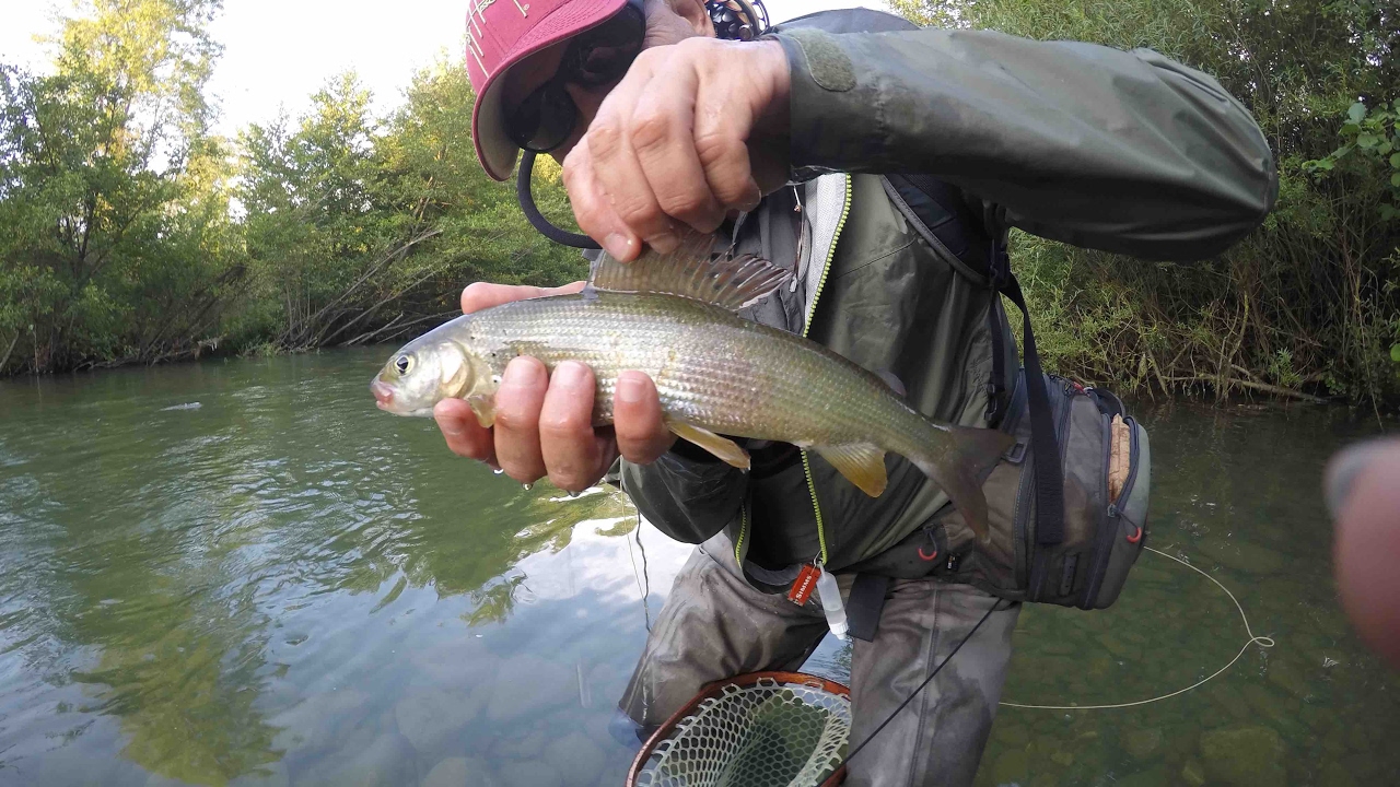 Flyfishing: Tail Water Tevere
