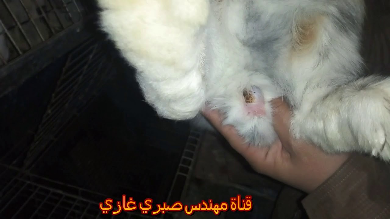 اقوى حركه سحريه تجعل الانثى تقبل الذكر واهمية قلب الانثى بعد التلقيح