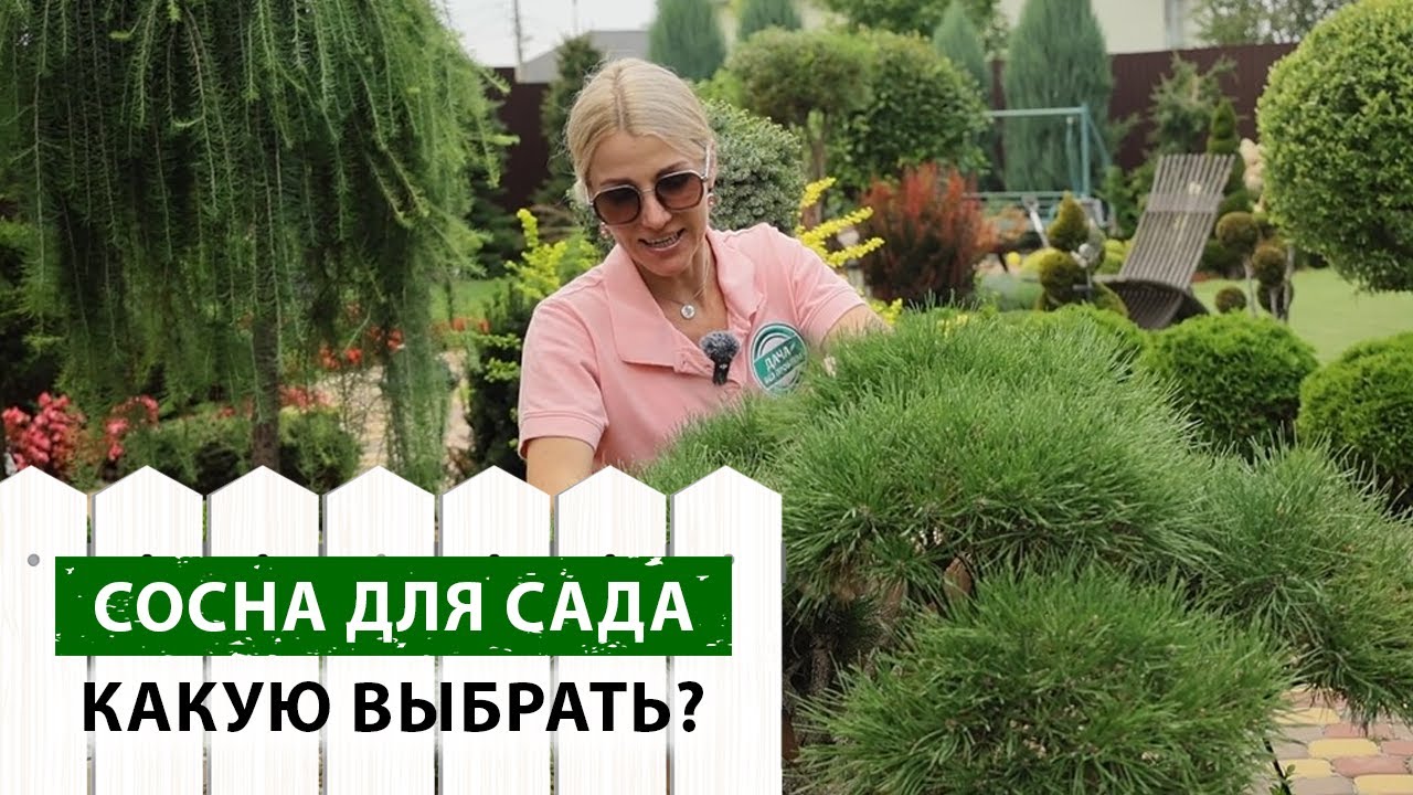 Эти сосны преобразят любой участок! Какую сосну посадить на участке?