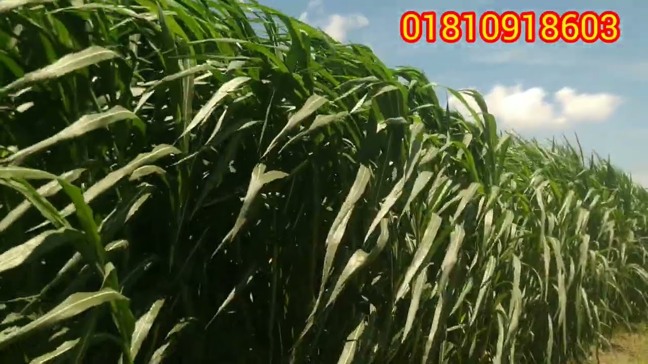 সকল ঘাসের রাজা!!  তাইওয়ান হাইব্রিড ঘাস। ২০২৫ সালের জন্য নতুন ঘাস। taione grass cultivation.