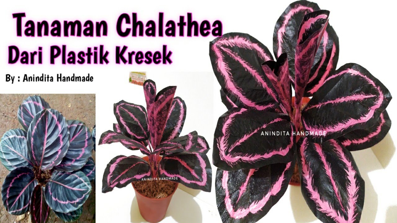 TANAMAN HIAS CALATHEA DARI KRESEK//Tanaman Hias Dari Kresek//Aglonema dari kresek