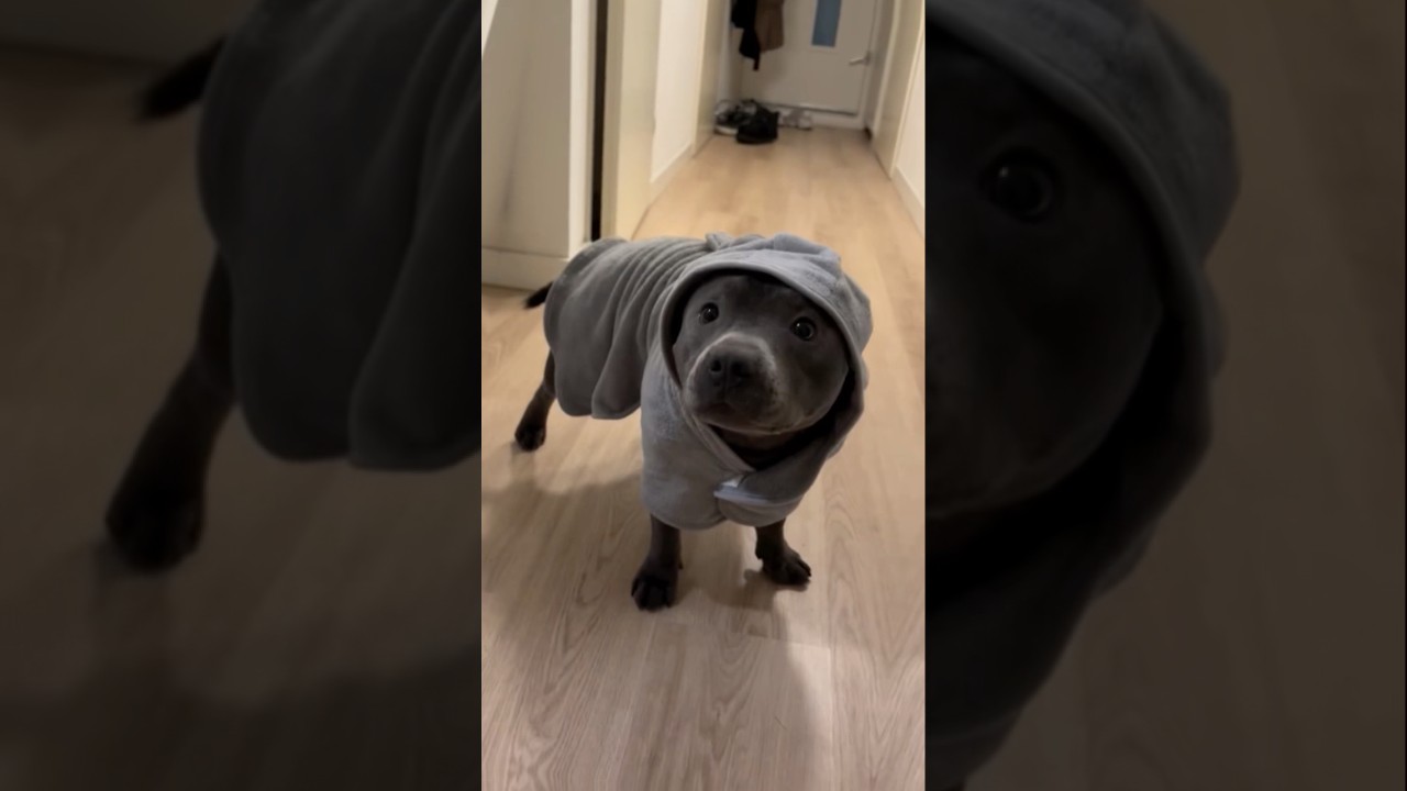 Отношение Стаффи #youtubeshorts #dogbreed #ytshorts