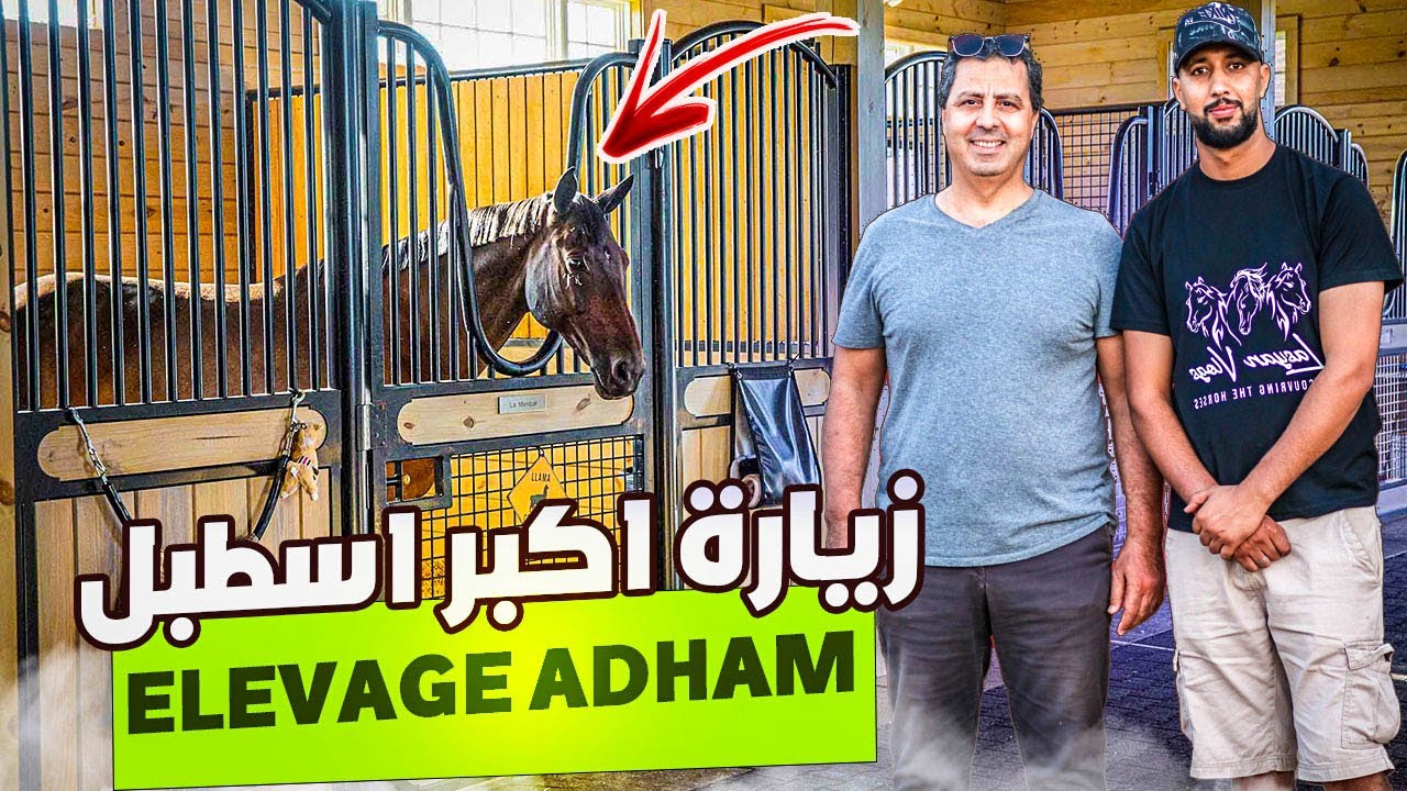 زيارة اكبر اسطبل ADHAM لتربية الخيول العربية البربرية و البربرية بمكناس جزيل شكر لدكتور علا على دعوة