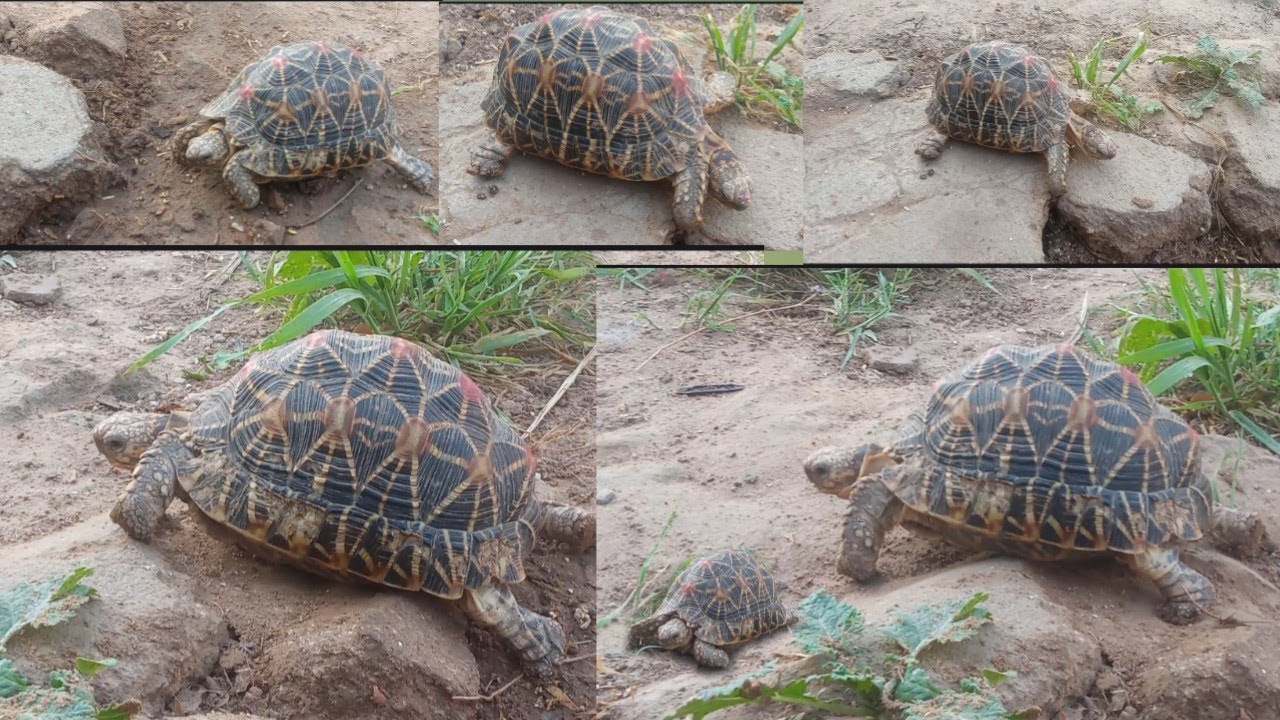 कछुआ//tortoise//#newvideo //#tortoise //#कछुआ //#video... 