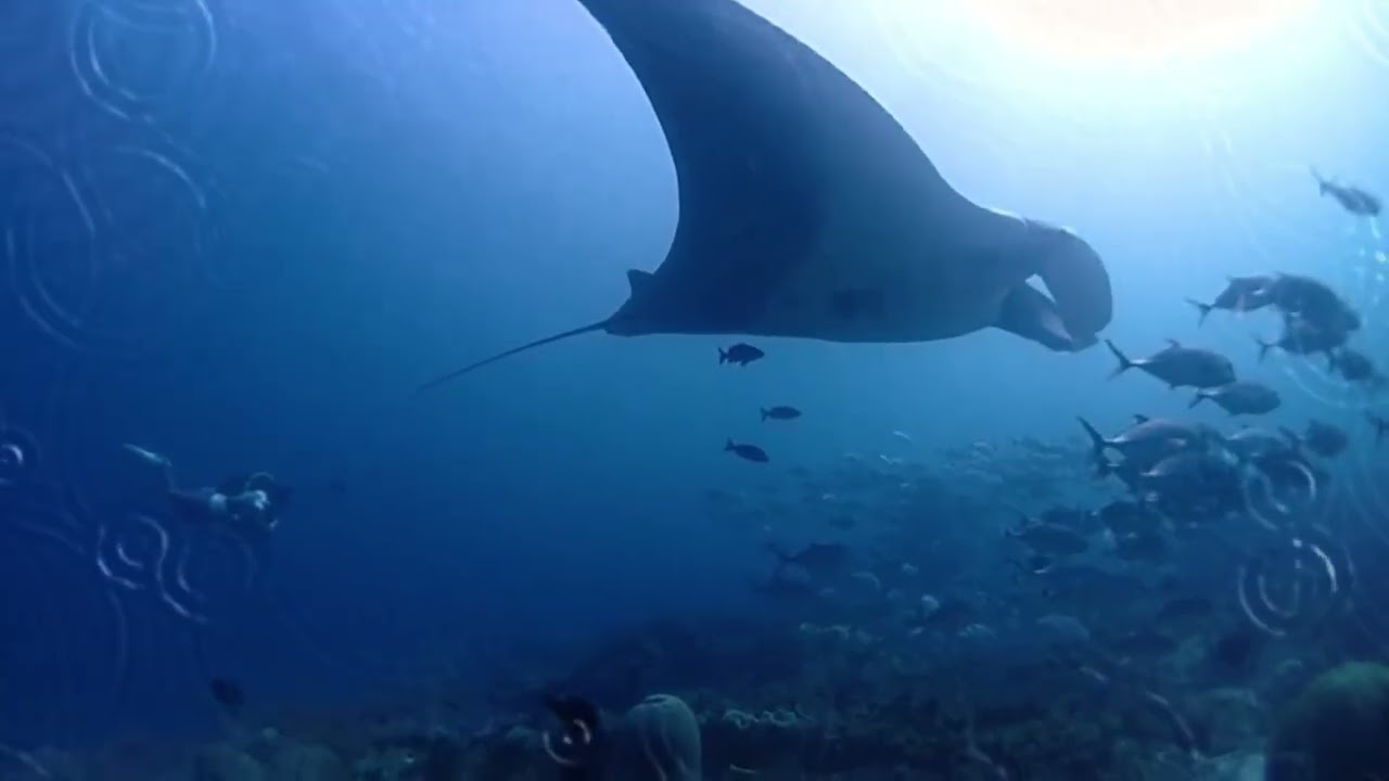 Deep Ocean Sleep | Relaxing Underwater World