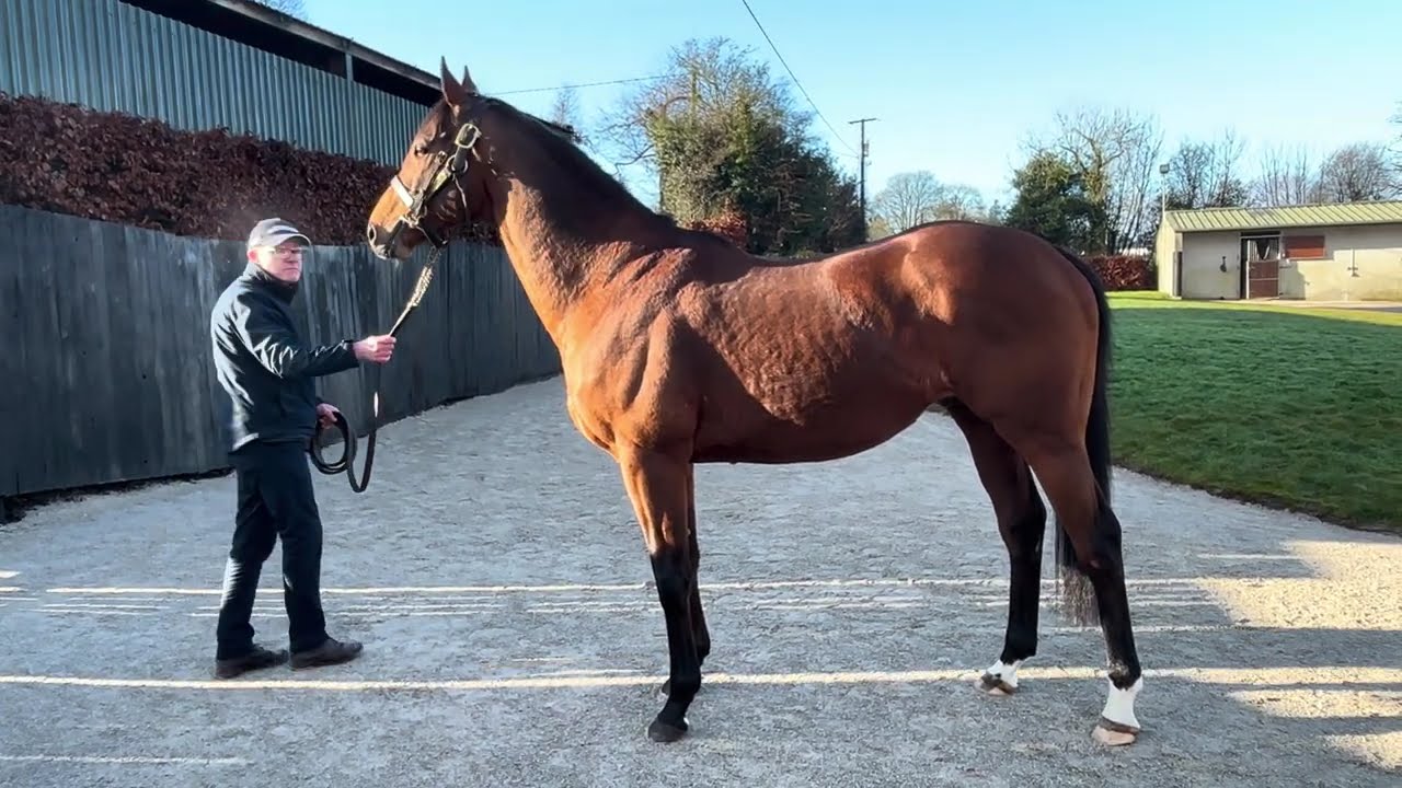 Luxembourg at Beeches Stud