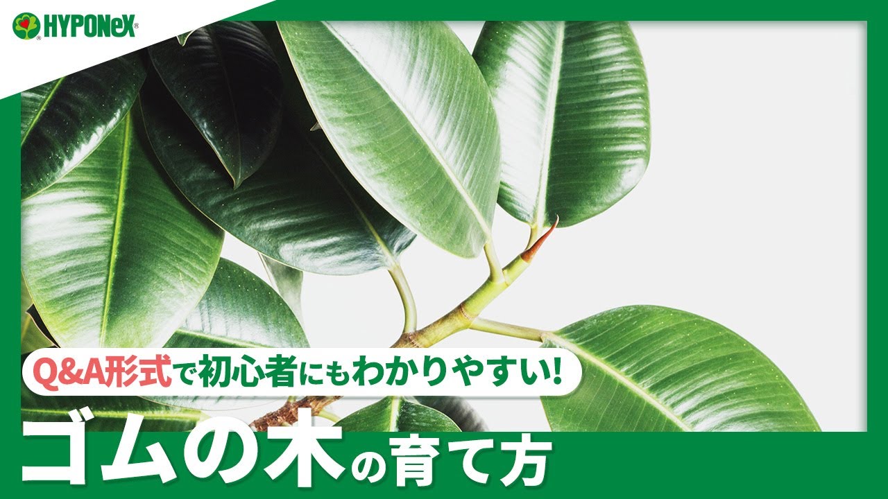☘103：ゴムの木の育て方｜苗の選び方や、水やりや肥料の与え方、冬越しの方法などもご紹介【PlantiaQ&A】植物の情報、育て方をQ&A形式でご紹介