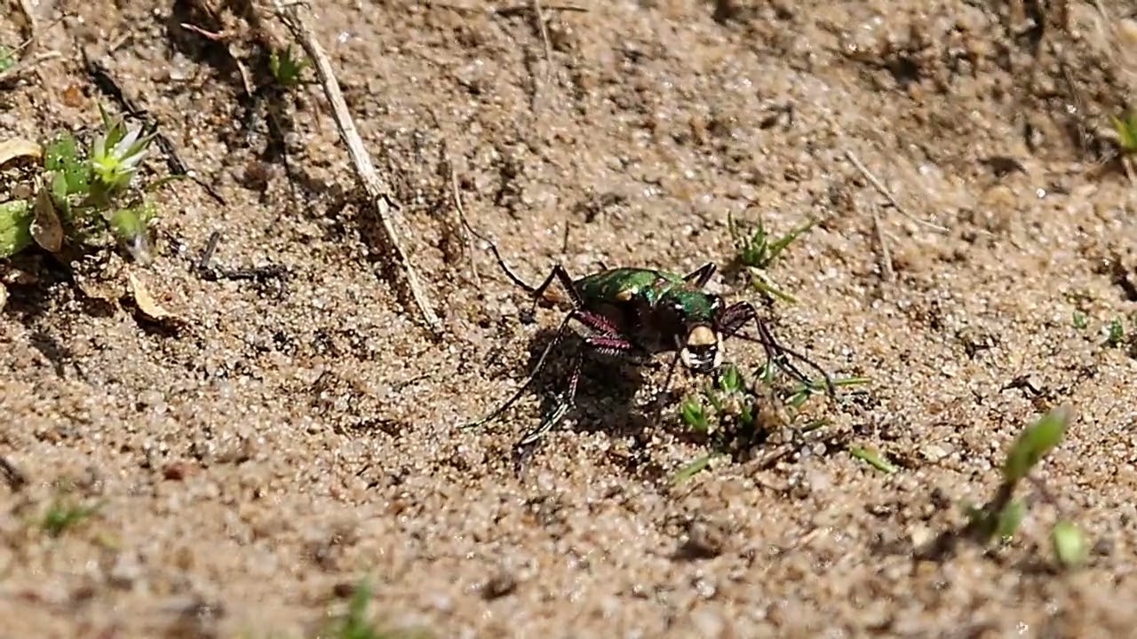 Green Tiger Beetle