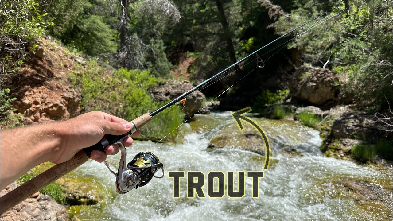 Creek Trout Fishing in the Mountains!