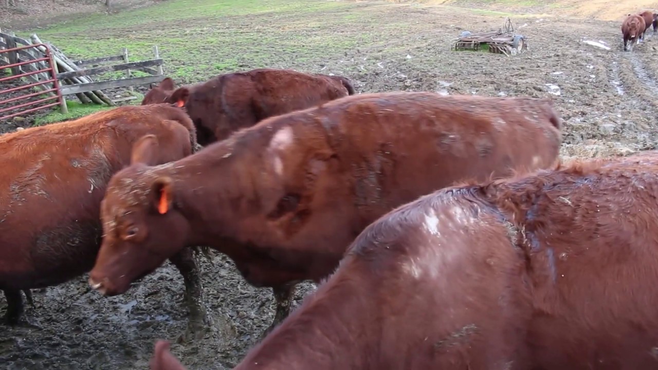 Around the Farm: Managing Lice in Beef Cattle