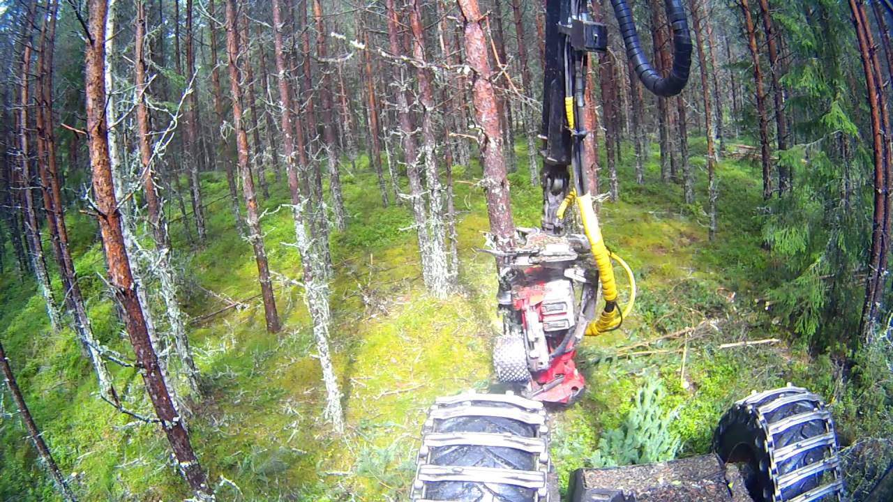 Eco log 560D thinning.