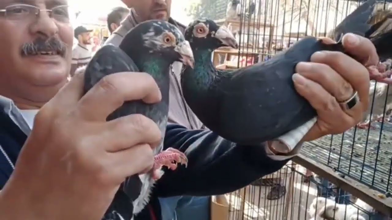 اسعار الحمام في سوق الجمعة السيده عائشه يوم 2023/3/3حمام غزار وزينه مع عم هاني