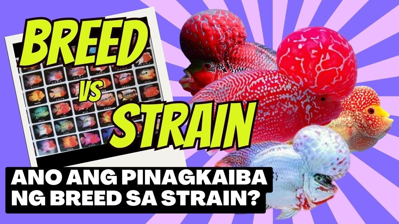 Flowerhorn Breed vs Strain, Ano ang Pinagkaiba?