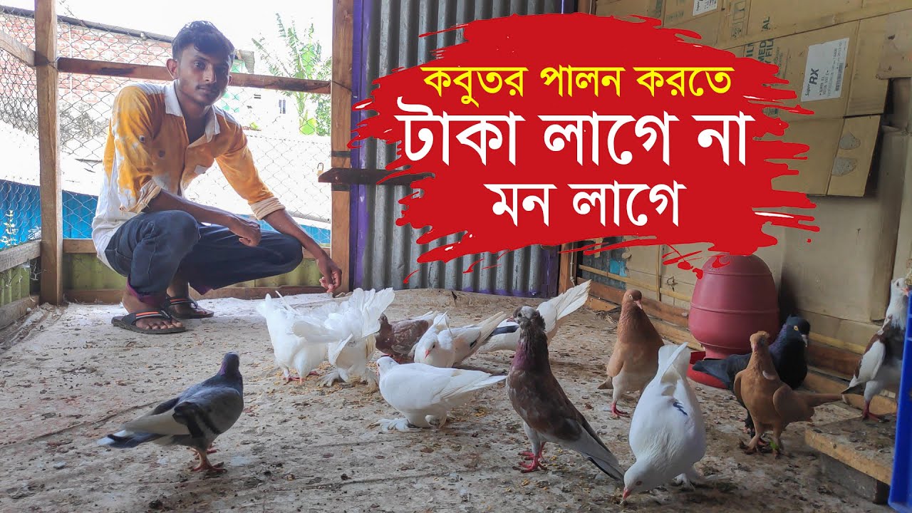 কবুতর পালন করতে টাকা লাগে না সুন্দর একটা মন লাগে।Deshe Pigon farming